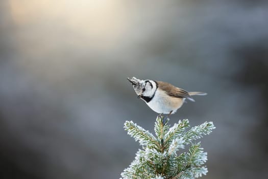 Curious crested tit, lophophanes cristatus, sitting on top of coniferous tree in winter forest. Wondering little bird with a crest from feathers on head perched on a twig white from frost.