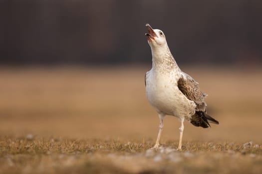 Young caspian gull, larus cachinnans, screeching with open beak while sitting on a meadow in spring. Seabird with open beak calling. Animal wildlife in natural environment.