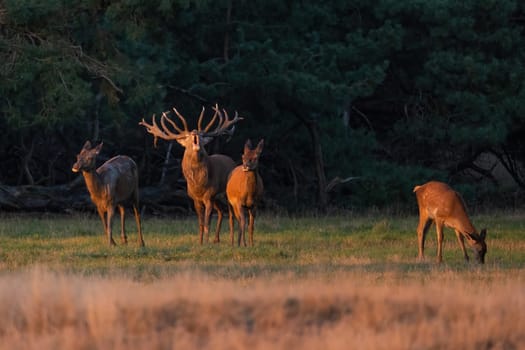 Red deer, cervus elaphus, stag with big antlers roaring on a meadow at sunset in autumn. Herd of mammal in rutting season illuminated by evening sun rays. Animal wildlife in nature.