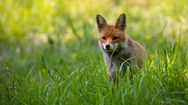 Red fox, vulpes vulpes, looking from a shelter in a tall green vegetation on a meadow in summer nature. Wild mammal with orange fur peeking from behind a blades of grass with copy space.