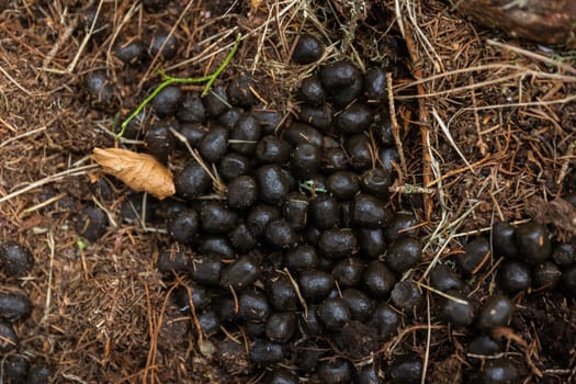 Fresh droppings of red deer, cervus elaphus, lying on the ground in a forest from top view. Poop of animal wildlife in nature. Excrement of a mammal from directly above.