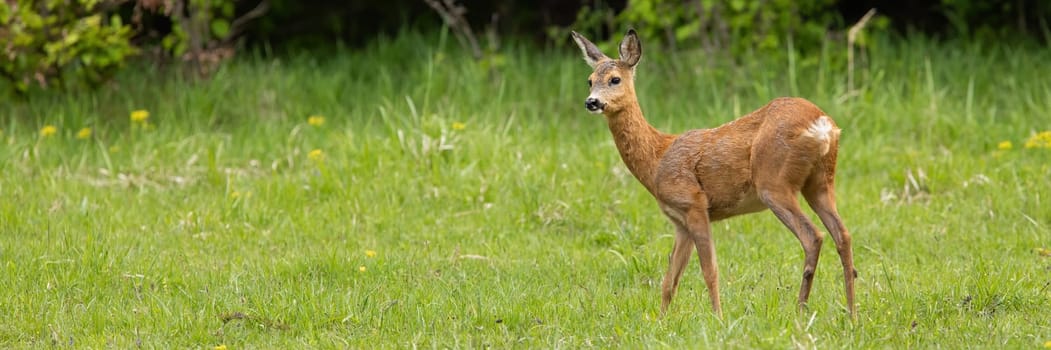 Undisturbed roe deer, capreolus capreolus, doe standing on a green meadow in summer nature. Concept of tranquil wilderness scenery with female mammal in green environment and space for copy.
