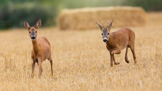 Roe deer buck, capreolus capreolus, following a doe on a stubble field in rutting season. Two wild mammals in nature. Animal wildlife in agricultural country.