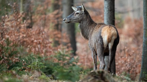 Red deer, cervus elaphus, stag with no antlers after shedding in spring nature. Male mammal without boney horns on head standing in beech thicket with copy space.