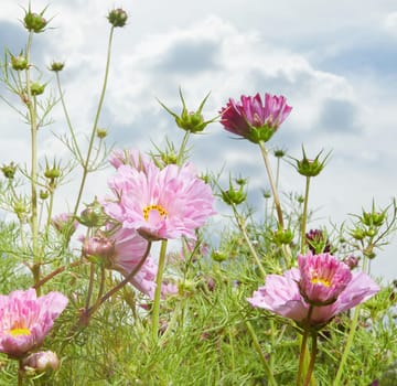 Delicate pink and red flowers of Cosmos genus growing in green field in summer