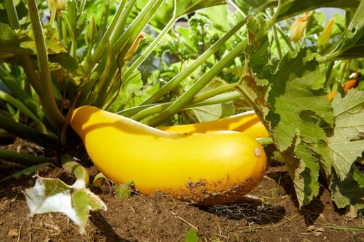 Plants of squash with green leaves and yellow ripe harvest on ground in sunlight