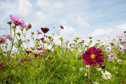 Green meadow with growing gentle multicolored wildflowers against cloudy blue sky in daylight