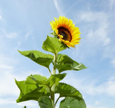 From below of bright yellow sunflower with green leaves growing on sunny day