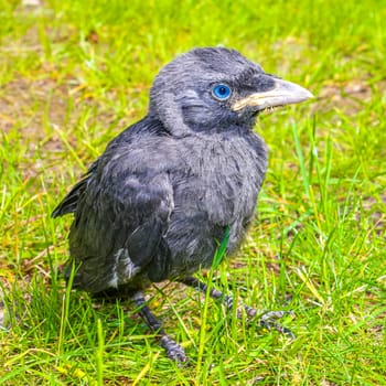 Young black crow jackdaw Corvus monedula with blue eyes sitting in green grass and on a green background in Klushof Bremerhaven Germany.