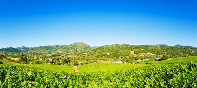 Spring overview of the rows of a of a vineyard in Sardinia, Italy. Traditional agriculture.
