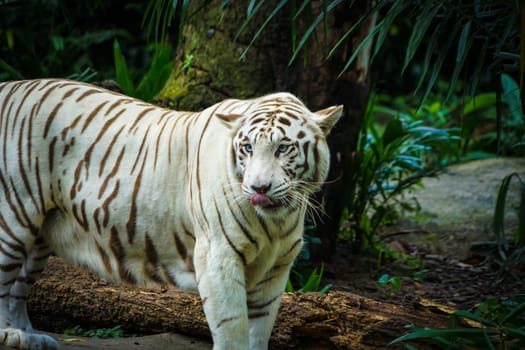 White Tiger Nestled in the jungle. Shooting Location: Singapore