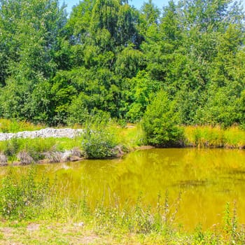 Natural beautiful panorama view with bog moor swamp pond river lake and green plants trees in the forest of Hechthausen Hemmoor Cuxhaven Lower Saxony Germany.