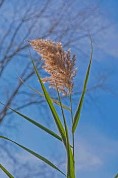 Indiangrass Against a Blue Sky in the Penny Road Pond Preserve in Illinois