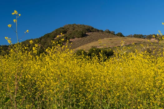 Yellow Spring Flowers Bursting From the Hillside in the Pismo Preserve in California