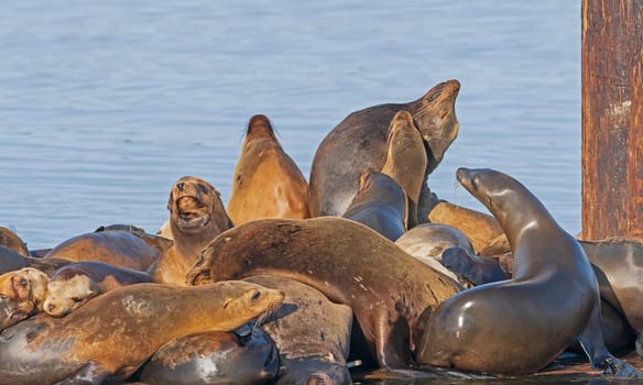 California Sea Lions Basking on Pier in Morro Bay, California