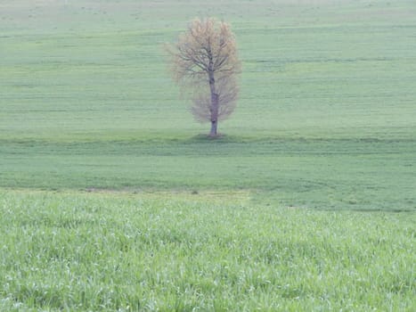 beautiful landscape with natural trees green rustic field
