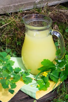 Glass bottle of milk tincture of flowers of chelidonium majus, celandine, nipplewort, swallowwort, tetterwort in old garden Preparation medicinal plants. Vertical image