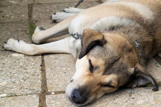 Stray abandoned dog sleeping on the street, close up portrait