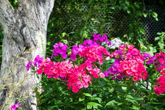 Garden phlox paniculata, bright pink, red and violet summer flowers. Blooming branches of phlox in the garden on a sunny day.