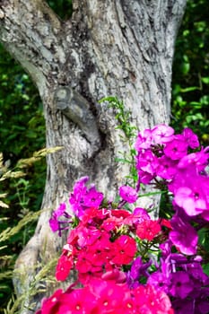 Phlox paniculata, fall phlox or garden phlox, perennial phlox in old summer garden, vertical image