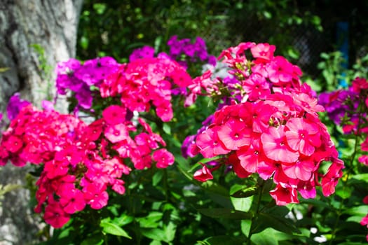 colorful flowers of phlox paniculata, colorful summer flowers in the garden, sunny day in the garden close up