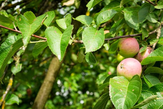 old apple tree with unripe apples close up, in a garden