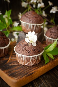 Double chocolate muffins covered with melted chocolate on a wooden background with cherry flowers, vertical image