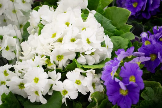 Primerose plants mixed variety of white and blue colors in a flowers shop close up