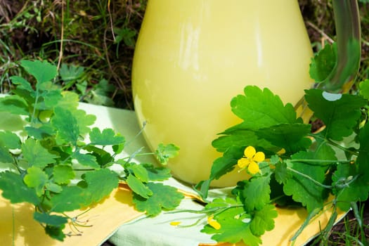 Medicinal plantc elandine.Tincture in milk for treatment. Alternative medicine. Close up