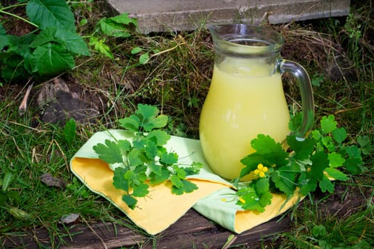 Greater celandine chelidonium majus herbal on milk extract tincture, medical concept