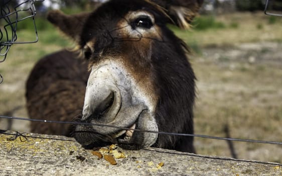Funny field donkey, wild animals, mammals