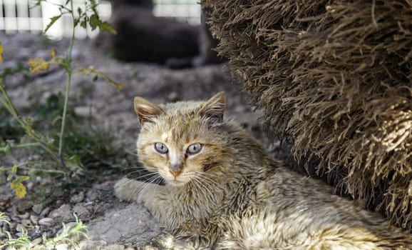 Abandoned street cats, stray animals, pets