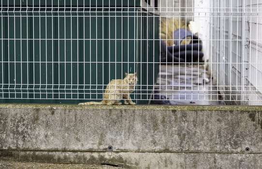 Abandoned street cats, stray animals, pets