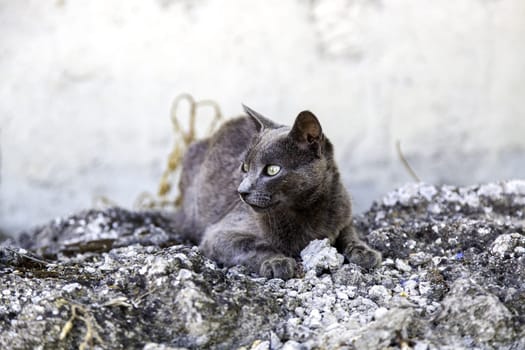 Homeless cat detail on the street