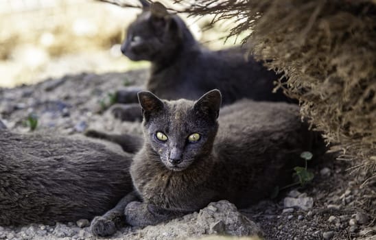 Abandoned street cats, stray animals, pets