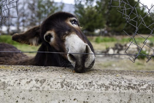 Funny field donkey, wild animals, mammals