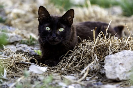Black cat on the street, wild stray animals, pets
