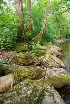 Stream in the forest in summer, landscape in Germany near Trier, river Ruwer in the Moselle Valley