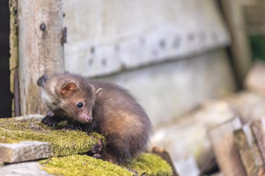 Cute young marten is lposing on a wooden house. Horizontally.
