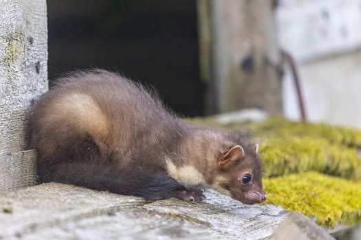 Cute young marten is sitting on a wooden house. Horizontally.