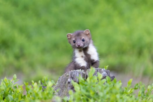 Adorable young marten is posing in the moss looking at the camera. Horizontally.