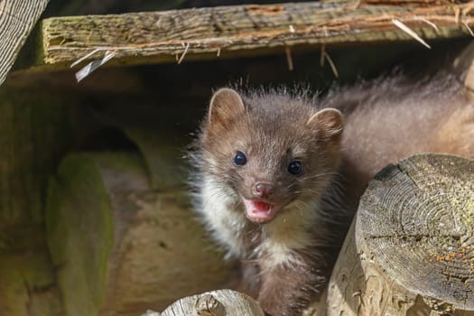 Head of smiling cute young marten looking at the camera. Horizontally.