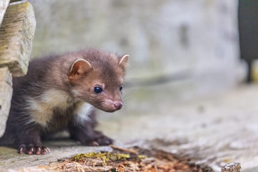 Head of cute young marten sitting on an old wooden building. Horizontally.