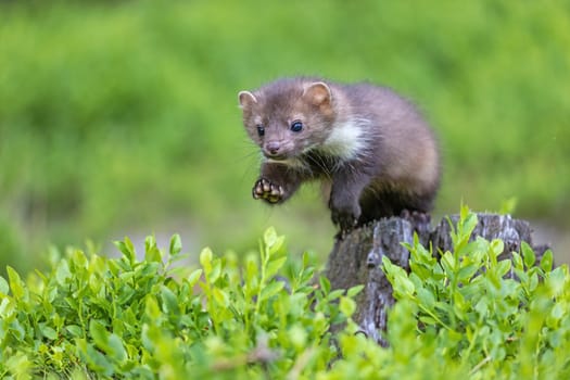 Jumping cute young marten closeup outdoors. Horizontally.