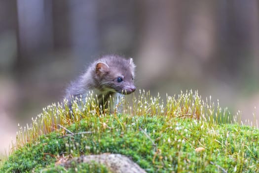 Head of adorable young marten posing in the green moss closeup. Horizontally.