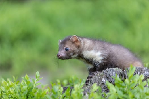 Side view of cute young marten outdoors. Horizontally.
