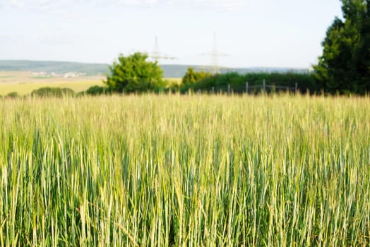 Field with cultivated wheat in Germany, harvest in the summer, agriculture for food, farmland on the countryside