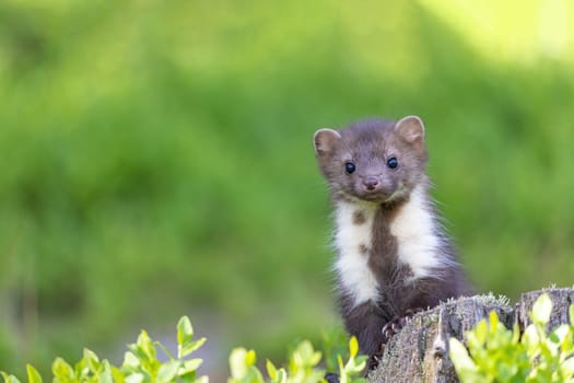 Cute young marten is posing in the moss looking at the camera. Horizontally.