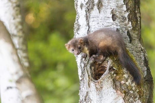 Cute young marten is posing on a birch trunk looking at the camera.