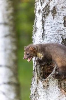 Adorable young marten is posing on a birch trunk with open mouth. Vertically.